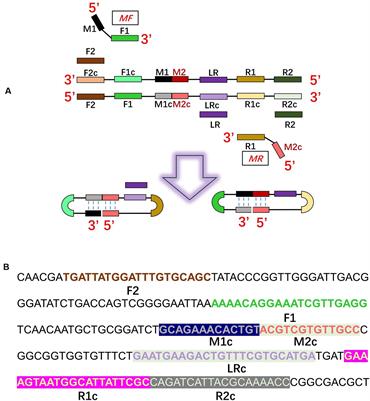 Development and evaluation of rapid and simple detection of Klebsiella pneumoniae using closed dumbbell-mediated isothermal amplification diagnostic assay